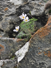 Paraquilegia microphylla