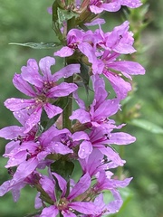 Lythrum salicaria