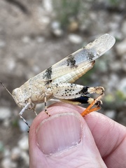 Trimerotropis pistrinaria