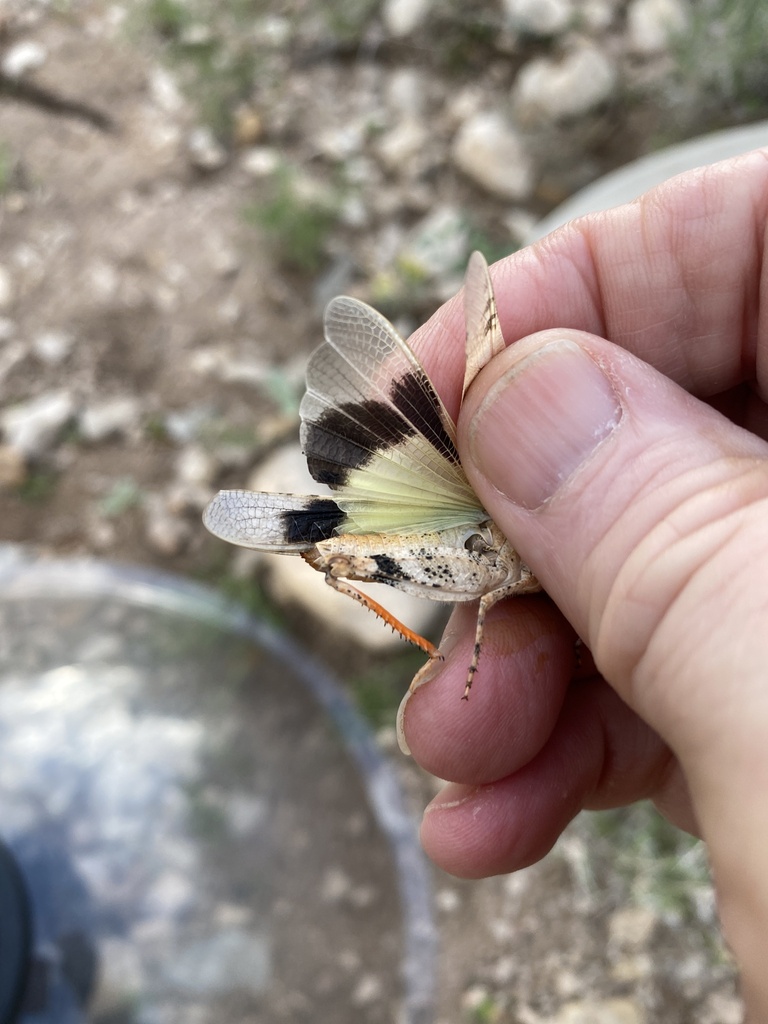 Barren Land Grasshopper