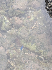 Stegastes acapulcoensis