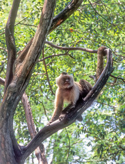 Cebus olivaceus