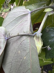 Passiflora ligularis ligularis