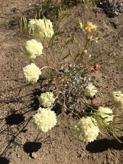 Eriogonum strictum