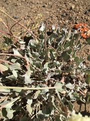 Eriogonum strictum