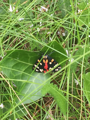 Callimorpha dominula