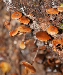Kuehneromyces brunneoalbescens
