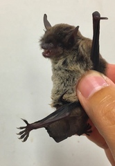 Myotis velifer