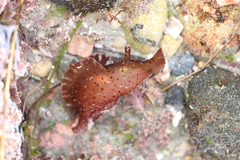 Aplysia californica