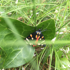 Callimorpha dominula