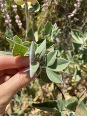 Thermopsis macrophylla