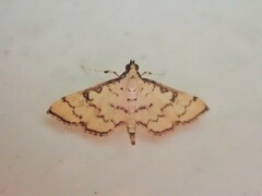 Blepharomastix veritalis
