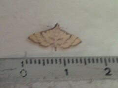 Blepharomastix veritalis