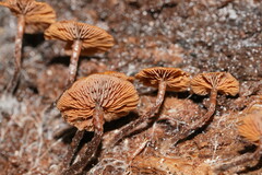 Kuehneromyces brunneoalbescens