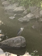 Nycticorax nycticorax
