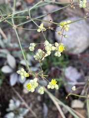 Eriogonum havardii