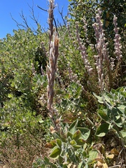 Thermopsis macrophylla