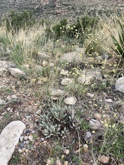 Eriogonum havardii