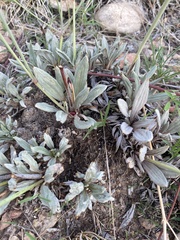 Eriogonum havardii