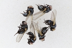 Neosilba