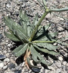 Oxytheca dendroidea dendroidea