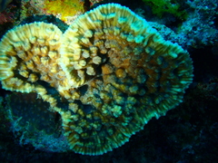 Mycedium elephantotus