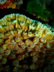 Mycedium elephantotus