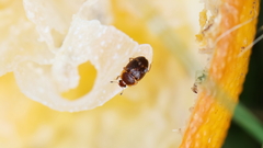 Stelidota geminata