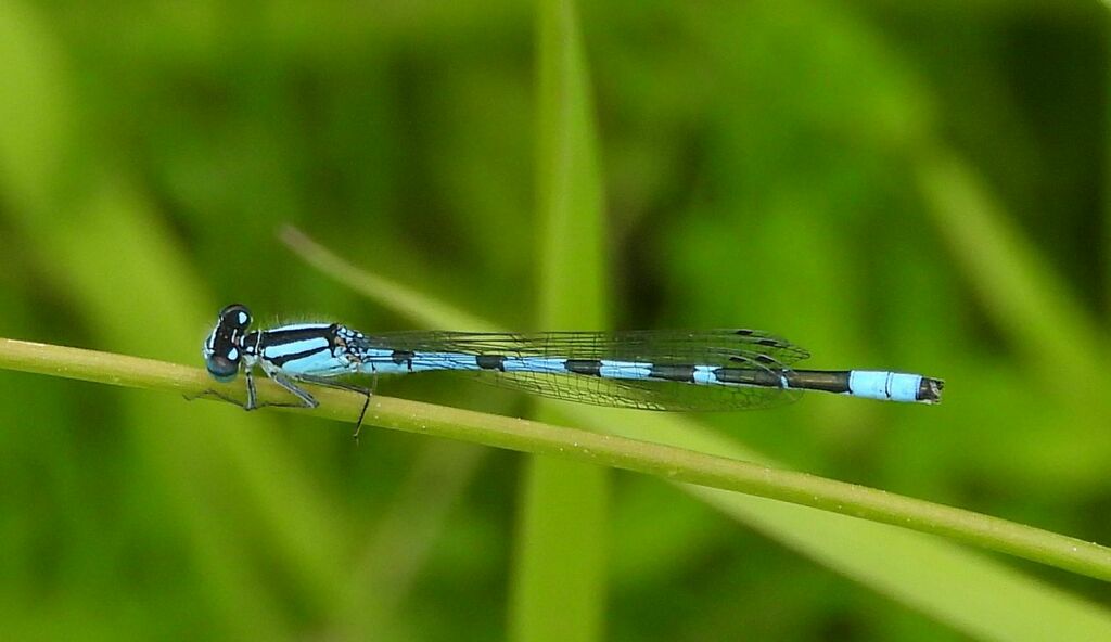 Marsh Bluet from Frontenac, Ontario, Canada on July 8, 2022 at 12:15 PM ...