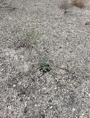 Oxytheca dendroidea dendroidea