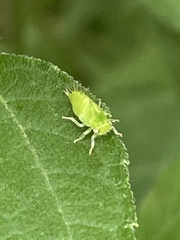 Stictocephala bisonia