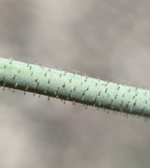 Oxytheca dendroidea dendroidea