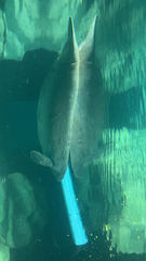 Trichechus