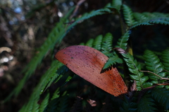 Hymenotorrendiella eucalypti image