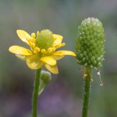 Ranunculus hydrocharoides