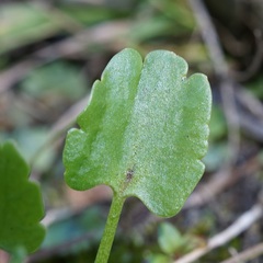 Ranunculus hydrocharoides