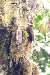 Pseudocolaptes boissonneautii