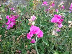 Lathyrus latifolius