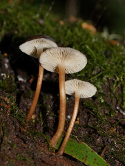 Mycena tuvara