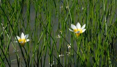 Romulea multisulcata