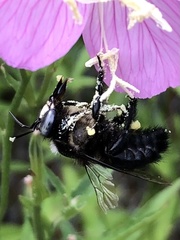 Xylocopa tabaniformis