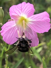 Xylocopa tabaniformis