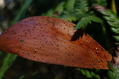 Hymenotorrendiella eucalypti image
