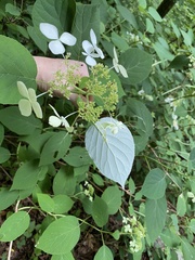 Hydrangea radiata