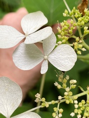 Hydrangea radiata