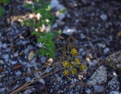 Cymopterus terebinthinus californicus