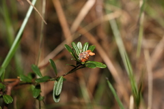 Pultenaea myrtoides