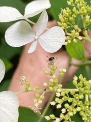 Hydrangea radiata