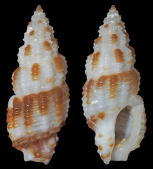 Pseudodaphnella tincta
