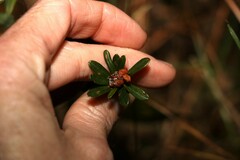 Pultenaea myrtoides